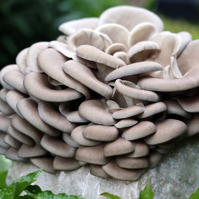 Hneď je krajší deň, keď nám takéto huby rastú 🥰