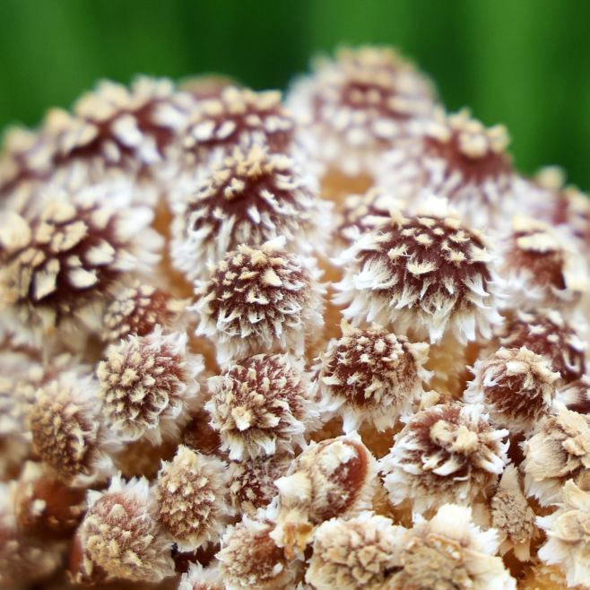 Pholiota adiposa – Šupinovka slizká, ... no za mňa sú to skôr malí ježkovia 😍