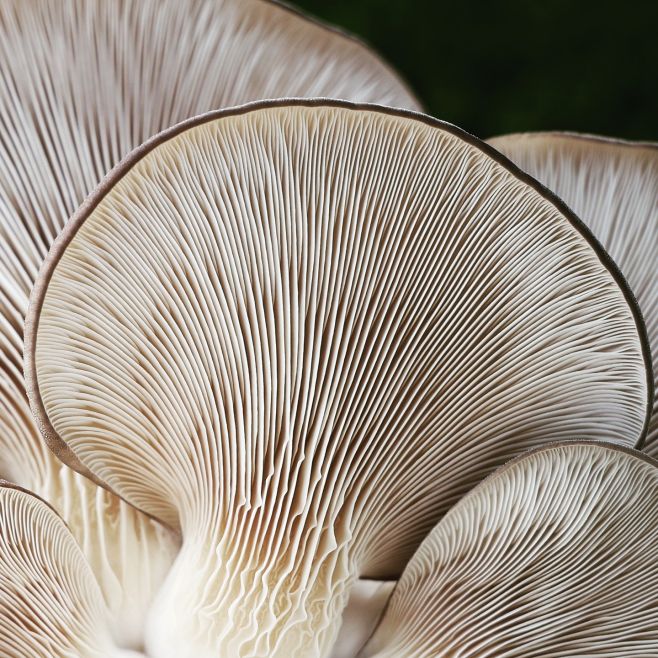 Hliva Ustricová 🥰