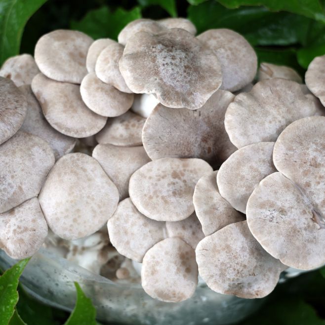 Tak tomu sa povie, hlava na hlave 😂 Hliva královska - Pleurotus Eryngii.